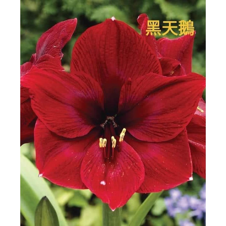 孤挺花黑天鵝球根孤挺花球根大紅色 蝦皮購物