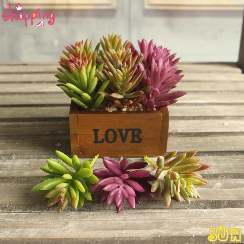 雪花蓮稀有肉質草人工植物景觀安排多肉盆栽 蝦皮購物