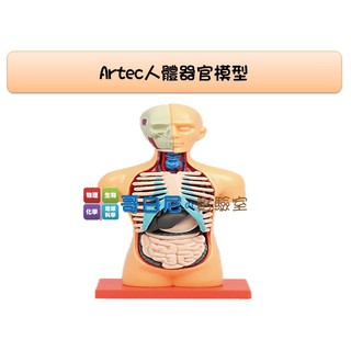 哥白尼的實驗室/生物/Artec 4D人體器官模型(14.5cm)/學校 補習班 安親班 科學營 自學 翻轉教室必備/