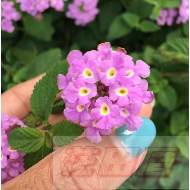 花田厝 綠籬植物 馬櫻丹 紫色 花期5 9月 超易開花適應力佳6吋盆高約 30公分 蝦皮購物