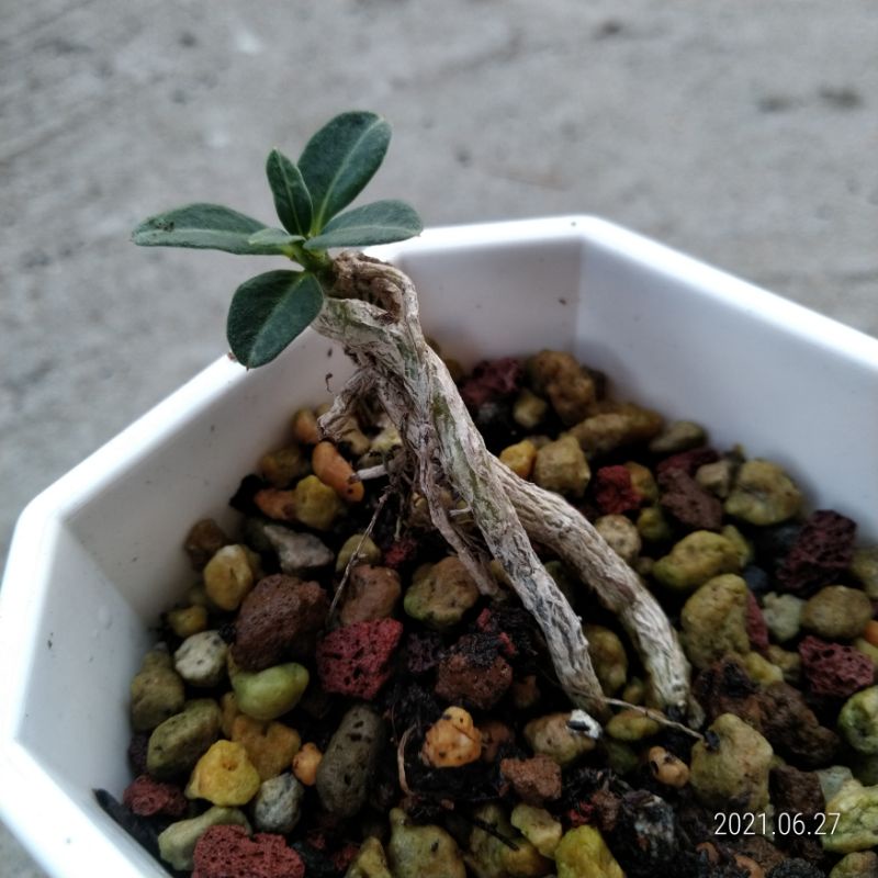 多肉植物塊莖塊根畢之比pachypodium 棒槌樹屬 蝦皮購物