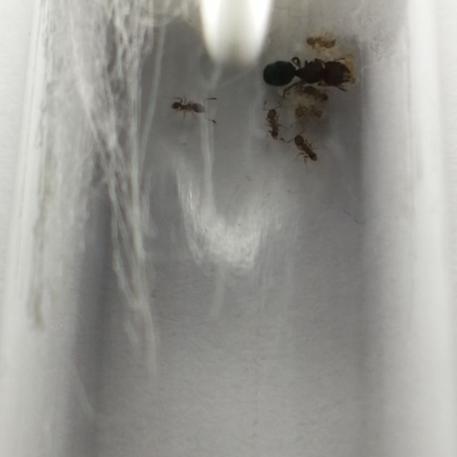 皮氏大頭家蟻 皮大頭迷你虛擬仿真模型 蝦皮購物