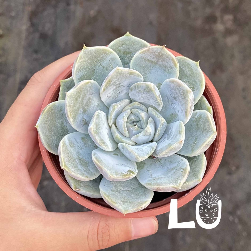 三吋多肉植物 雪兔 呂爸爸農家樂 蝦皮購物