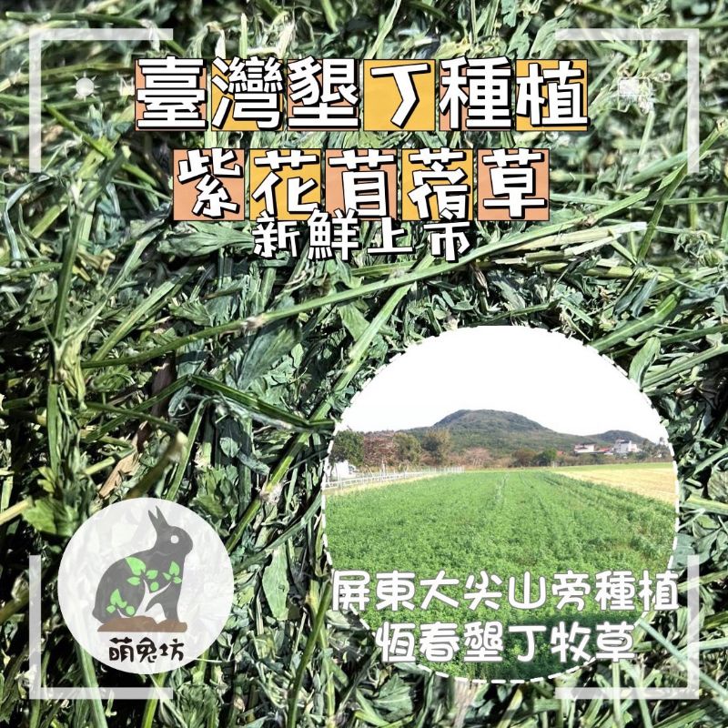 萌兔坊臺灣國產紫花苜蓿草牧草國產草苜蓿草墾丁牧草恆春牧草苜蓿草牧草寵物牧草精品牧草系列台灣牧草 蝦皮購物