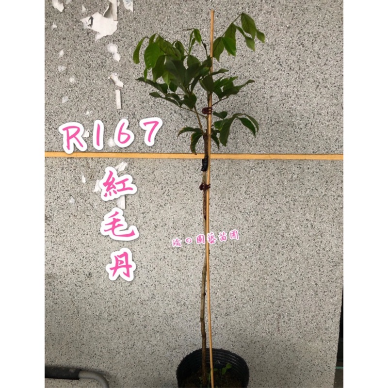 R167紅毛丹｛馬來西亞🇲🇾品種｝嫁接苗