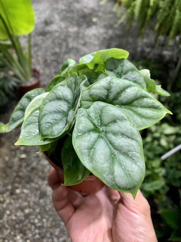 🆕3u0027多芽Alocasia baginda u0027Silver Dragonu0027 2盆特價120元 蝦皮購物