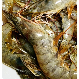 【長河坊】30-40尾/斤 白蝦、台灣白蝦、中草藥白蝦、生態蝦、 蝦子