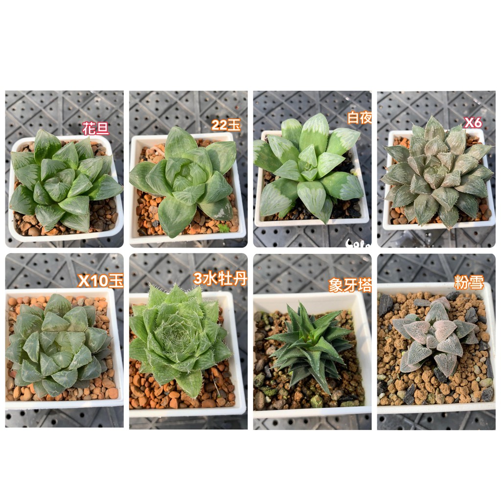 Lolo Haworthia 百合科玉露多肉植物2 蝦皮購物