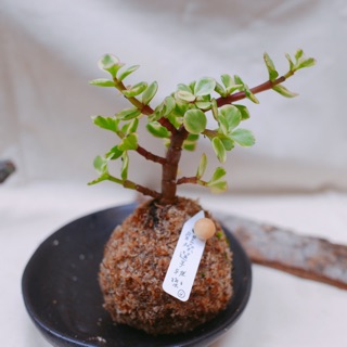 苔玉室内 誕生日ライン友達