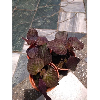 紅紫蘇 優惠推薦 21年9月 蝦皮購物台灣