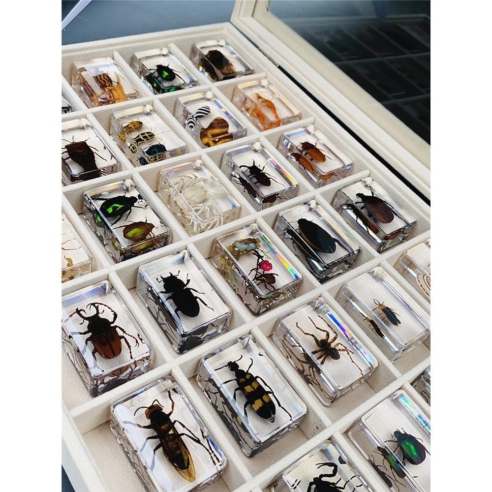 獨角仙標本的價格推薦 21年9月 比價比個夠biggo