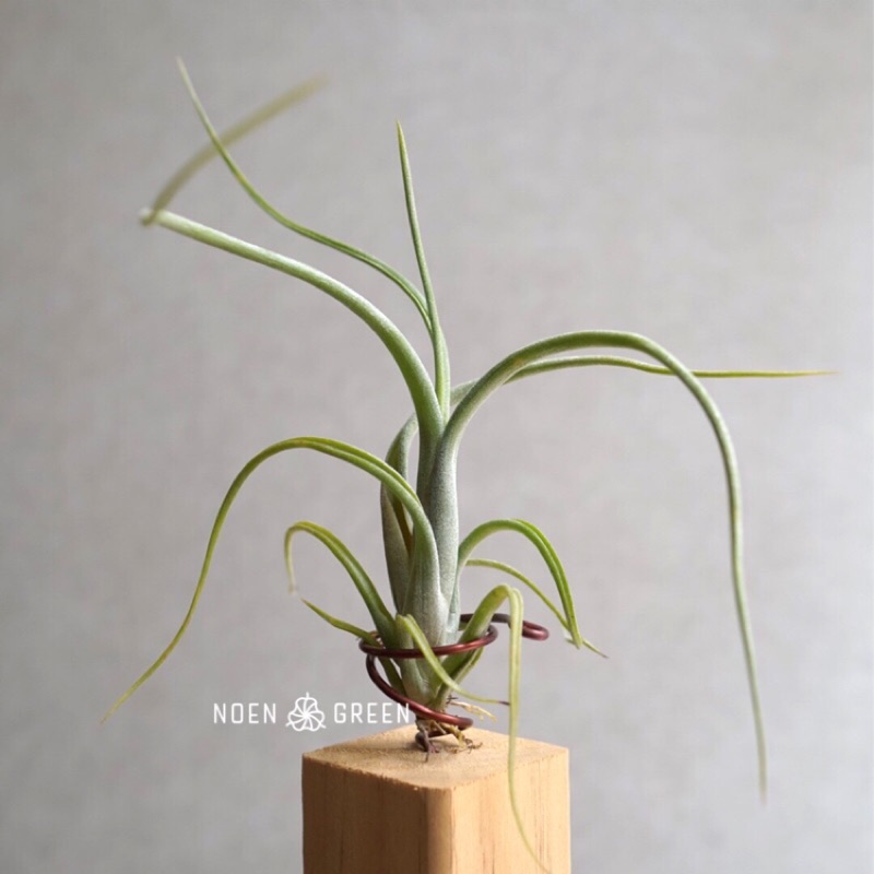 空氣鳳梨花中花 經典花梗芽 野苑植作tillandsia Intermedia 蝦皮購物