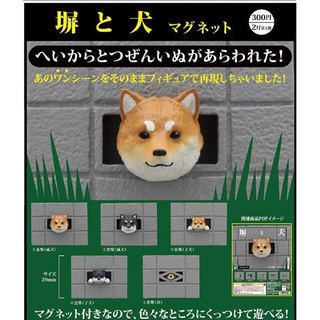 玩具主義) 現貨 轉蛋 扭蛋 KITAN 磁鐵 牆縫探頭狗磁鐵 柴犬 卡頭柴犬 卡住 探頭柴犬 單售2.卡頭黑柴