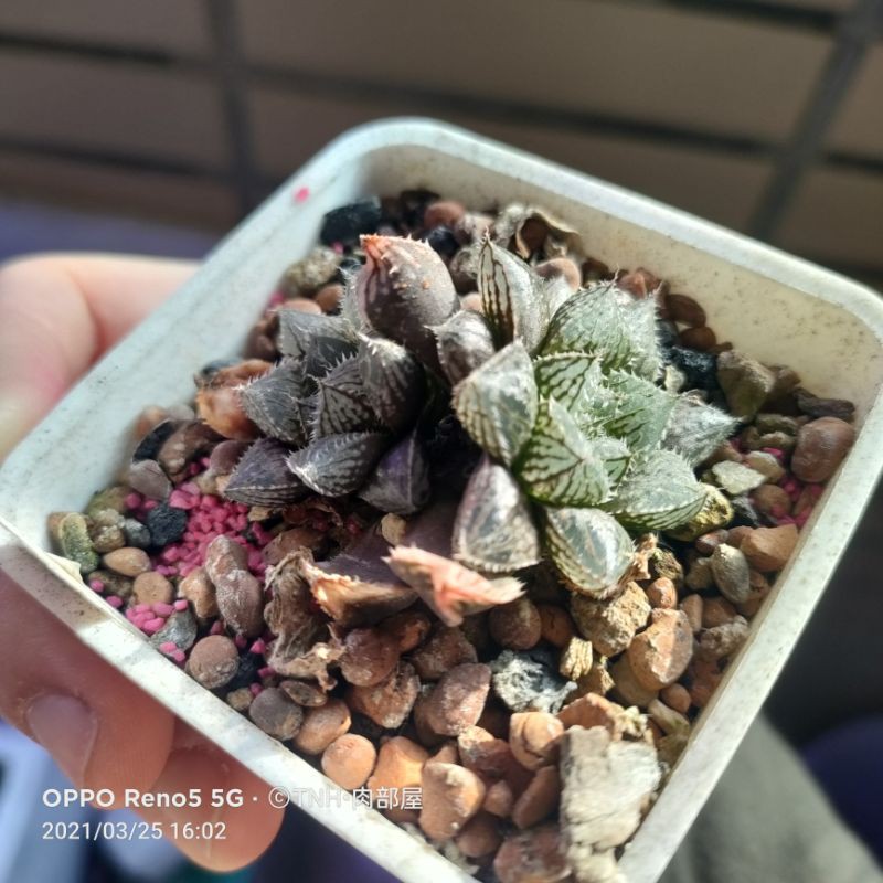 肉部屋彌勒佛雙頭百合阿福花科多肉植物 蝦皮購物