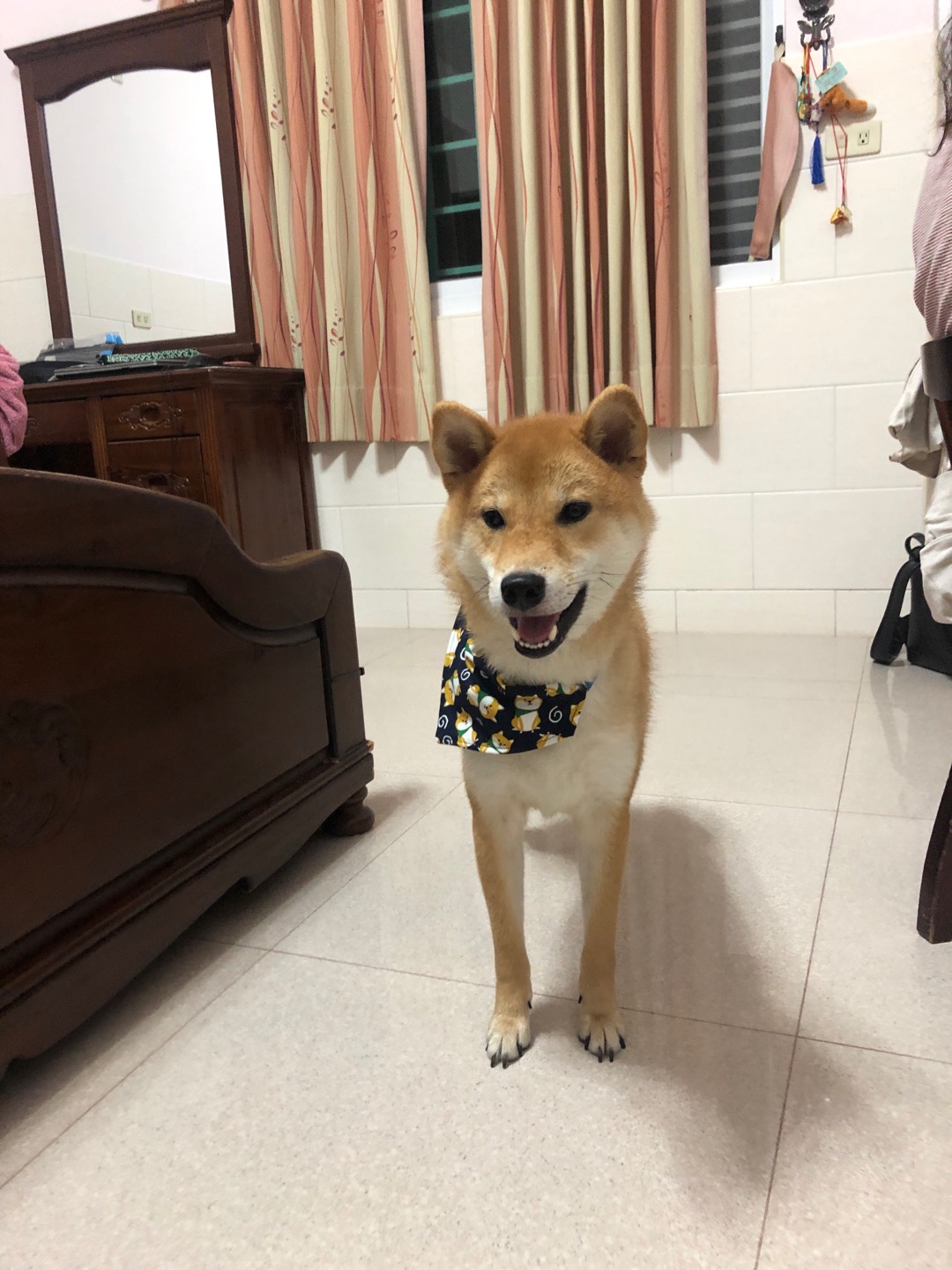 胖胖糖 日式柴犬領巾項圈 寵物項圈安全扣可伸縮大中小型犬適用頸圈貓項圈狗項圈 蝦皮購物