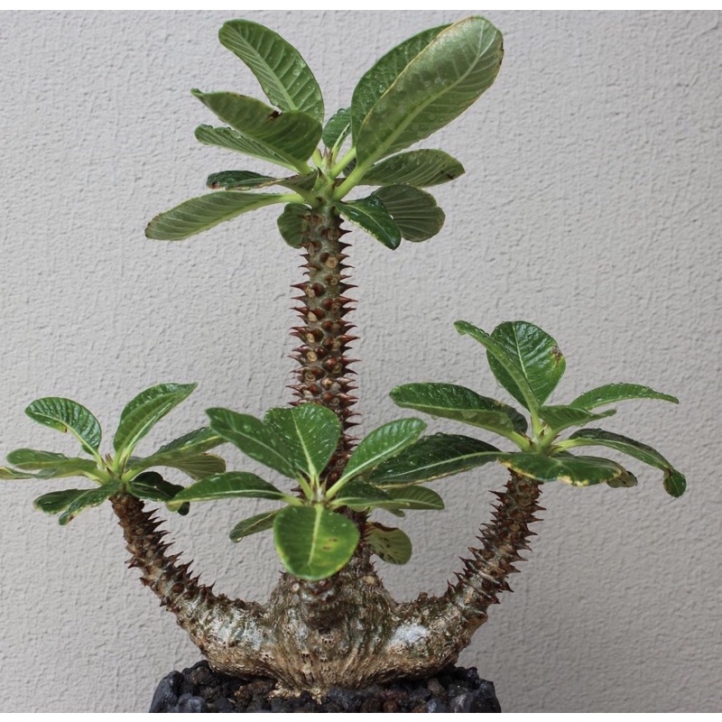 植物語 溫莎瓶幹 Pachypodium Windsorii 棒槌 夾竹桃科 塊根 多肉植物 蝦皮購物