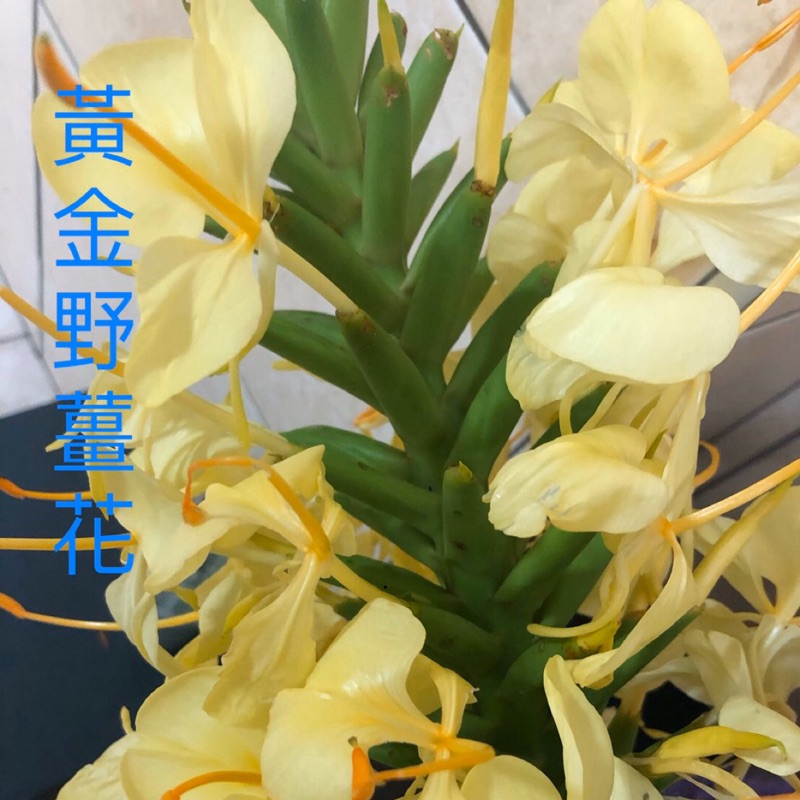 野薑花莖塊 4種顏色可選 蝦皮購物