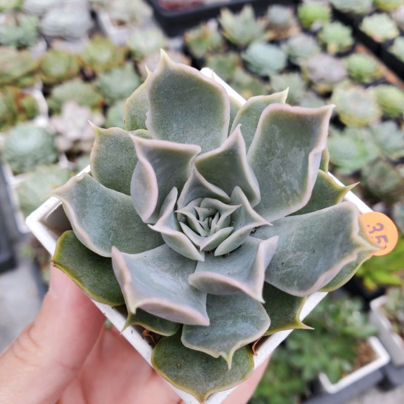 景天echeveria 夢想曲 藍絲絨交種air Magic 末圖為母本照 多肉植物 蝦皮購物