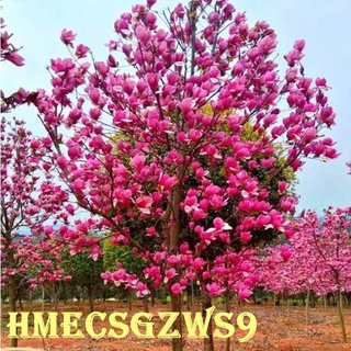 元茂園藝桃園愛買園區頂級觀賞樹種辛夷木蘭迎春花破盤價促銷不二價樹頭近公分粗18年元旦實品拍攝同價格