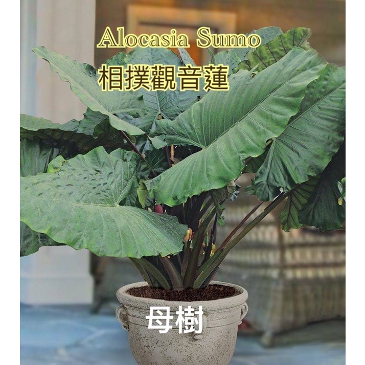 霏霏園藝Alocasia Sumo 相撲觀音蓮 5吋盆一棵特價3500