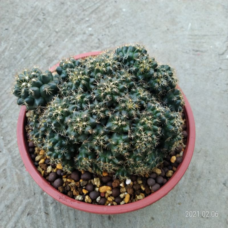 多肉植物仙人掌象牙丸石化綴化側芽 蝦皮購物