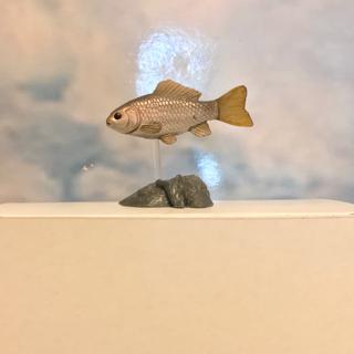 絕版日本yujin 原色淡水魚圖鑑 Ll原色海水圖鑑ll 零售 蝦皮購物