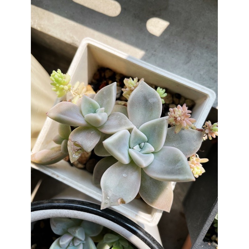 朧月多肉植物的價格推薦第2 頁 21年11月 比價比個夠biggo