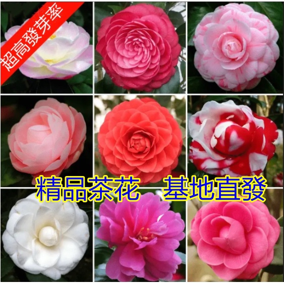 超多品種珍稀茶花種籽名貴茶花種子山茶花種子四季易種發芽率高限時特價 陽臺庭院盆栽 蝦皮購物