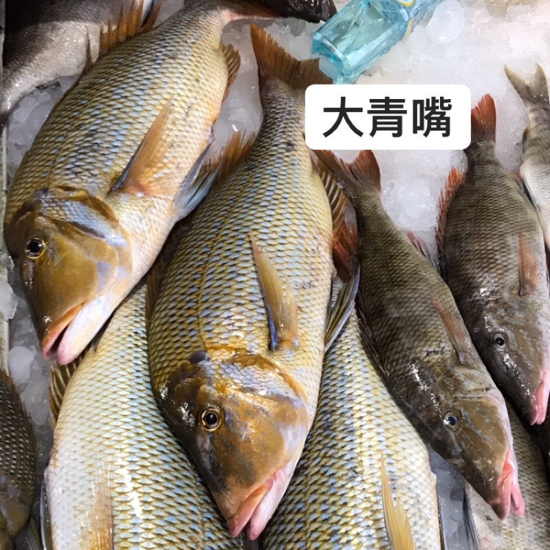 澎湖現撈青嘴魚 輪切 餐魚類型都有 蝦皮購物