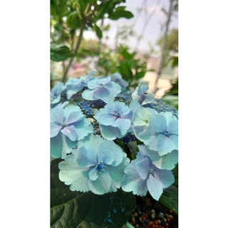 紫陽花 繡球花 婚紗 蝦皮購物