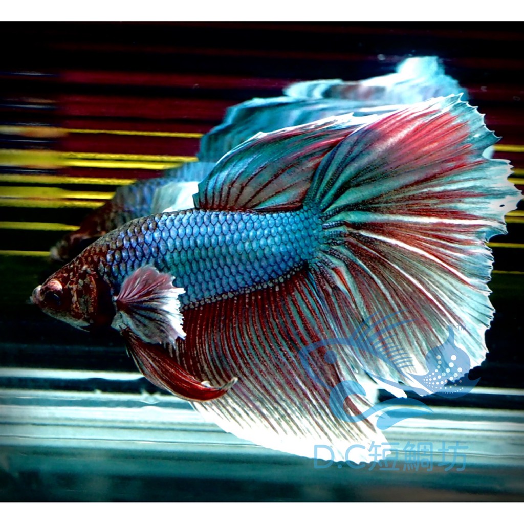 大耳鬥魚的價格推薦- 2021年11月 比價比個夠BigGo