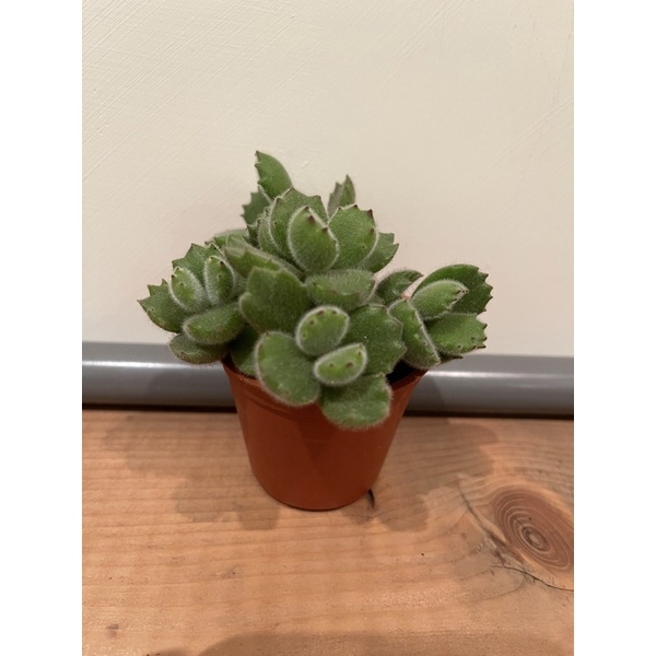 多肉植物 紅爪綠熊 熊童子3吋不含盆土裝飾 蝦皮購物