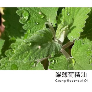 【ls】貓薄荷精油 Catnip Essential Oil (荊芥)