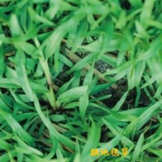 尋花趣 類地毯草【草種子】 愛芬地毯草種子 多年生草籽 1公斤/包 粉衣種子