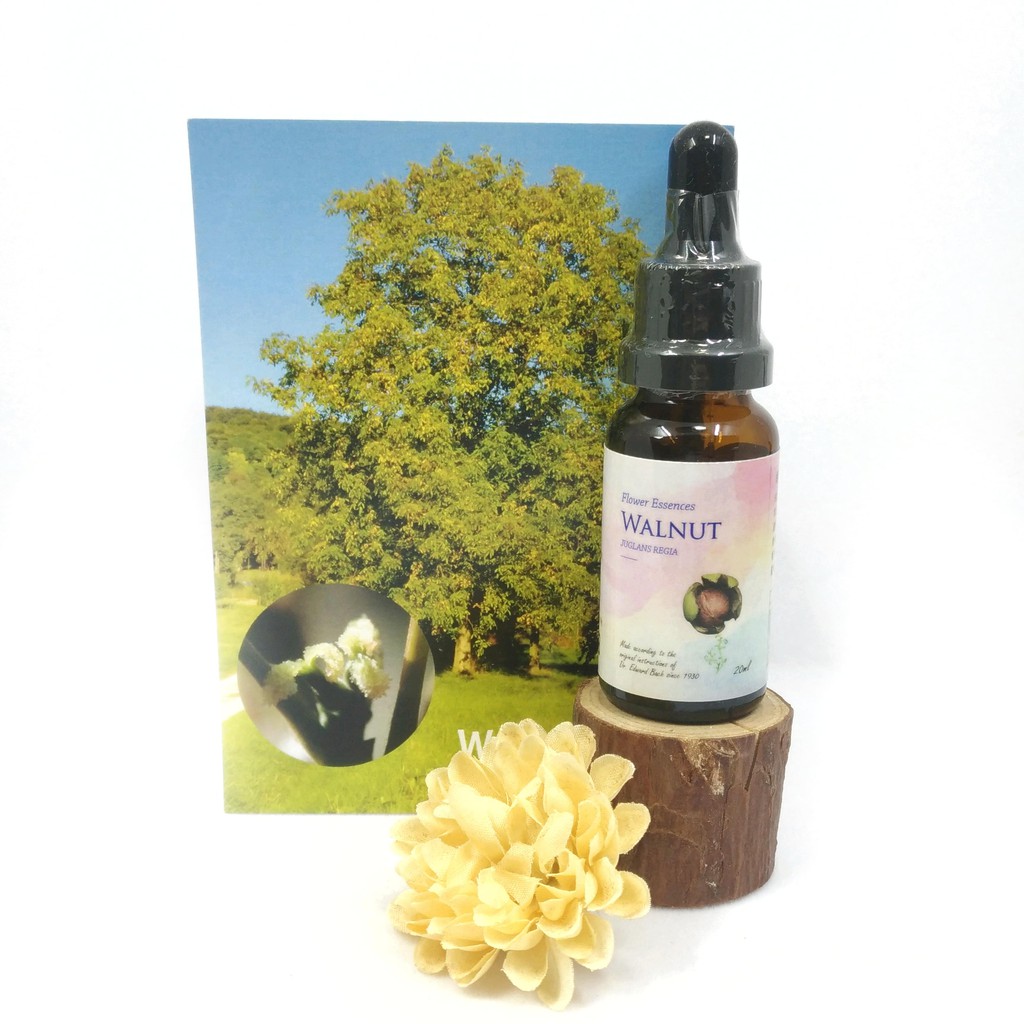 胡桃walnut 絕粹巴赫花精bach Flower Essence 30ch 食在自在心空間 蝦皮購物