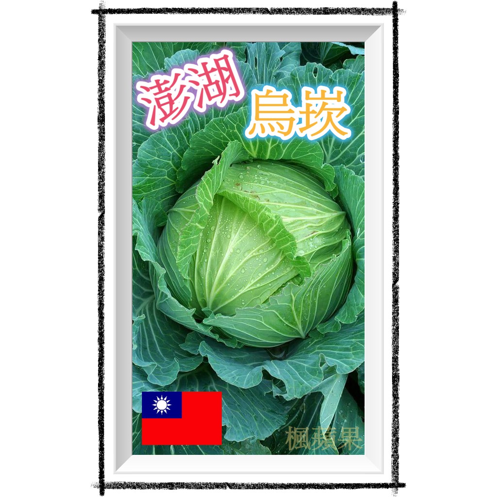 楓蘋果甘藍種籽 澎湖烏崁品種 關鍵字 澎湖巨無霸高麗菜 澎湖巨大高麗菜 烏崁高麗菜 澎湖高麗菜種子 澎湖 甘藍 種籽