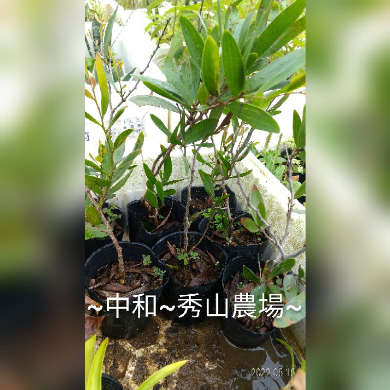 ~中和秀山農場~相思樹苗~~(樹#239)~
