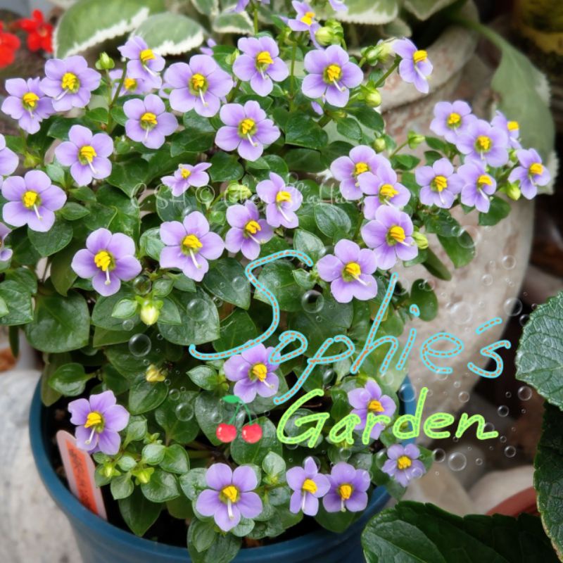 紫芳草 紫星花 紫羅蘭 草本植物 花海型植物 蝦皮購物