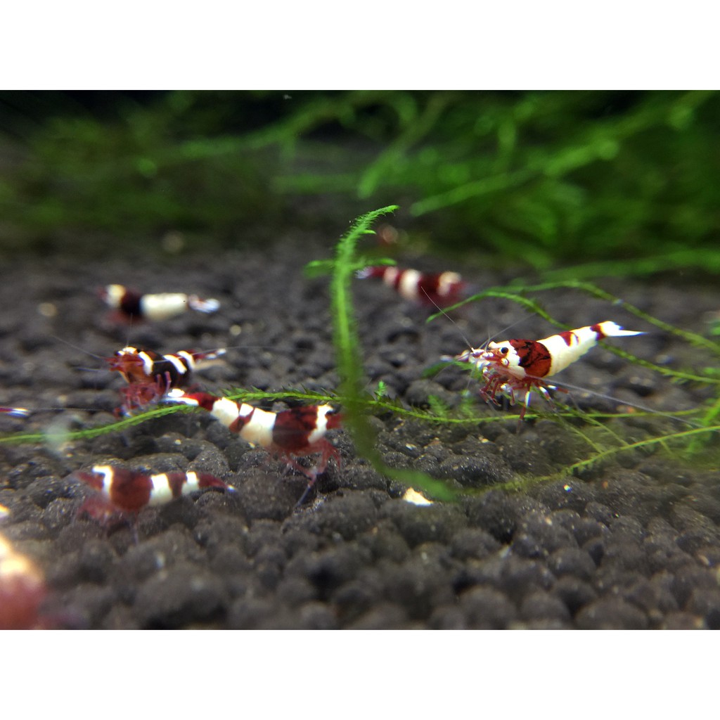 買10送1 酒紅金剛水晶蝦仔蝦 活餌 飼料0.7~1.0cm