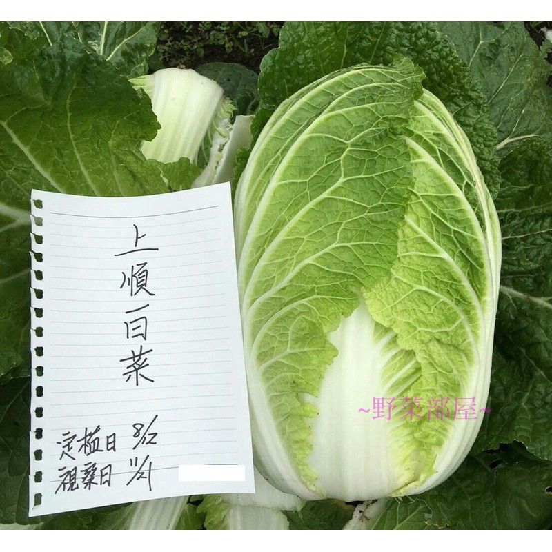 【萌田種子~蔬菜種子】G07 上順白菜種子8公克, 做泡菜 , 酸白菜的第一選擇, 讚!,每包190元