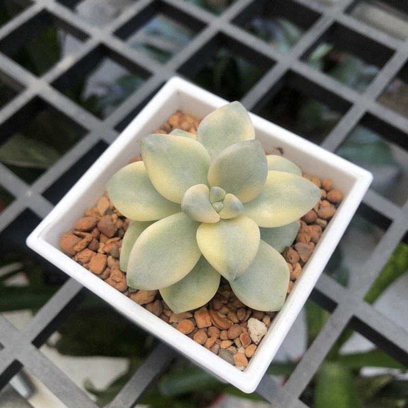 淡雪錦 特價 小石頭多肉 蝦皮購物