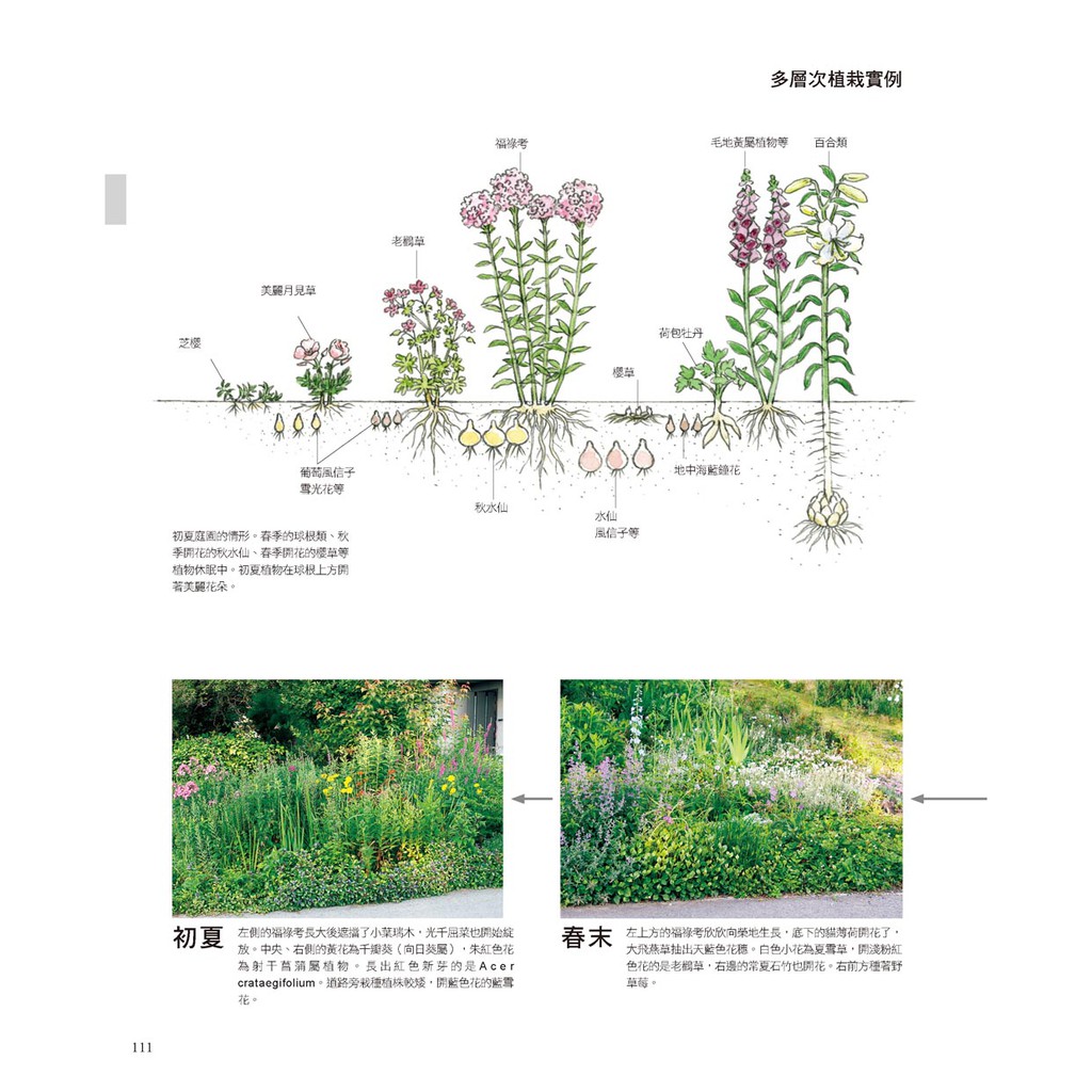噴泉 從日照條件了解植物特性多年生草本植物栽培書 蝦皮購物