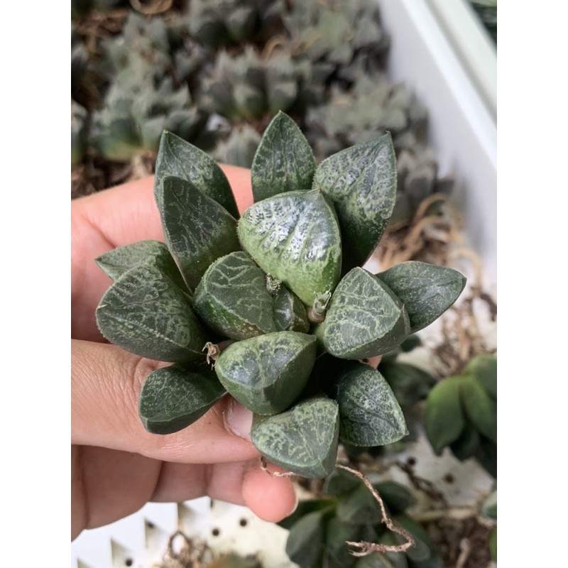 麗加蘭園 多肉植物 百合科 唐草 漂亮紋路 進口可能無根或微根 裸根寄 蝦皮購物