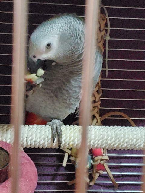 紋繡師必備 畫眉專家 黃金比例眉型 Midas 黃金眉型尺 蝦皮購物