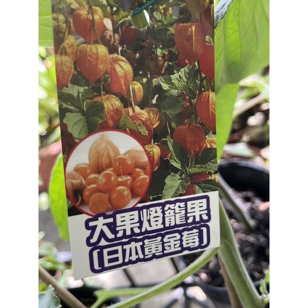 日本黃金莓｜大果燈籠果｜🌿植悟誌 無毒農法栽植 健康植株 6吋盆