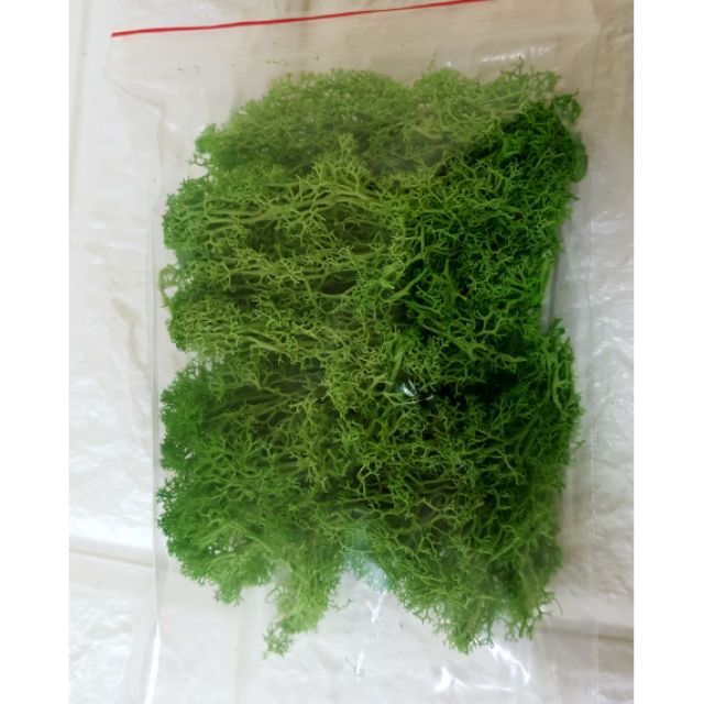 Moss馴鹿水草水苔苔蘚永生花不凋花花藝材料擺飾玻璃罩黏土插花用 蝦皮購物