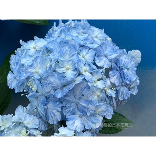 迷妳馬的日本花草 線上商店 蝦皮購物