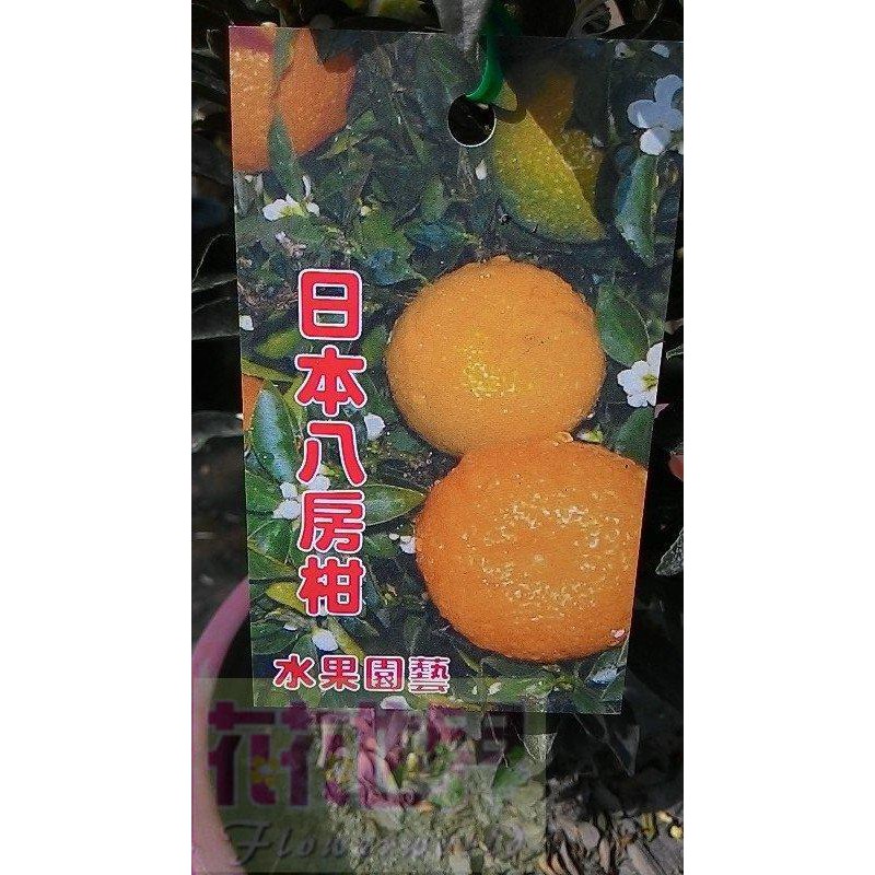花花世界玫瑰園-水果苗-樹苗-水果樹苗【日本八房柑】-7~8吋盆-高30-45CM    觀果植物,熟果呈橘黃色