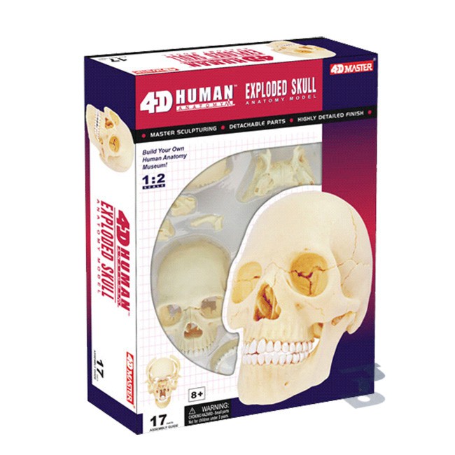 玩得購【4D MASTER】人體解剖教學模型系列 - 頭骨(1/2) 26086