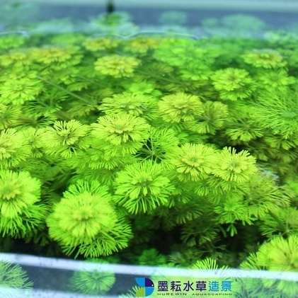 墨耘水草 小寶塔3株 15元後景耐熱不需co2 陰性草新手級水族 蝦皮購物